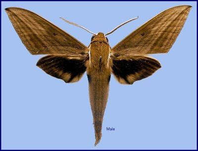 Ramana Athreya @ IISER-Pune : Sphingid Species Notes