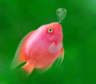 周公解梦梦见很多鱼是什么意思 做梦梦到很多鱼代表什么_起名网