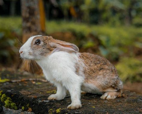 RABBIT POSTER, khargosh POSTER, ANIMALS Poster for Wall | A3 Posters ...