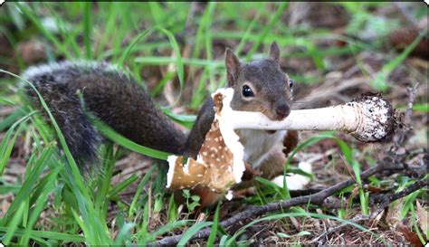 えっ、大丈夫？！毒キノコをむしゃむしゃ ニホンリスとテングタケの不思議な関係 神戸大研究者が論文公開｜まいどなニュース