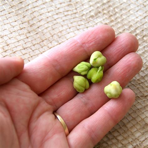 Introducing Fresh Garbanzo Beans: The New Edamame