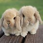 Image result for Mini Lop Bunny Size