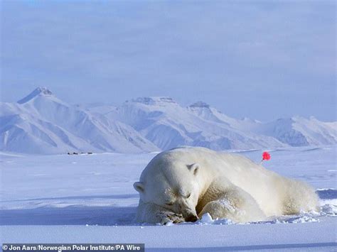 Polar bears are getting fatter despite shrinking ice, research finds