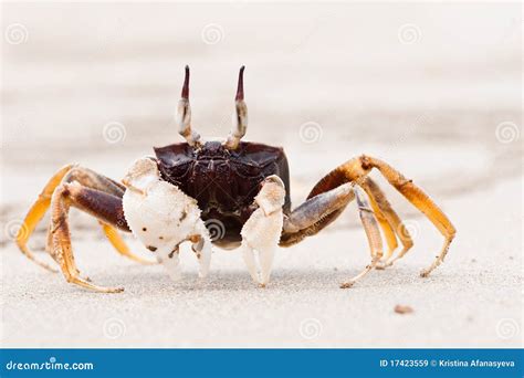 Walking crab stock image. Image of thailand, water, brown - 17423559