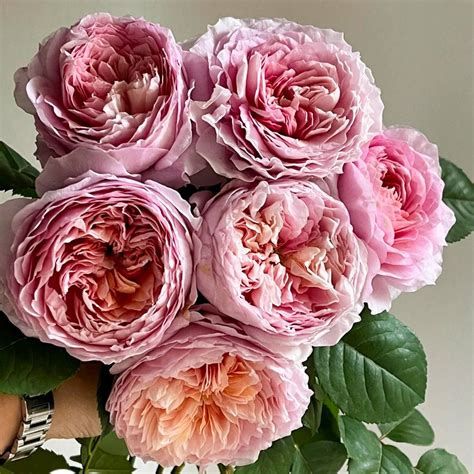 German Florist Shrub Rose Live Plant | Highgarden Roses | Eisvogel | Tantau