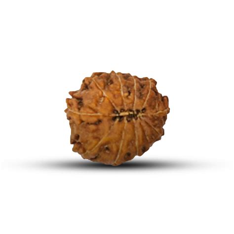 13 Mukhi Rudraksha (Indonesian) – Shiv Kripa Rudraksha