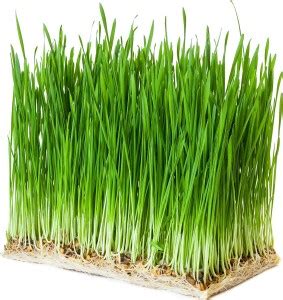 DIOART BLACK WHEATGRASS Seed Price in India - Buy DIOART BLACK ...