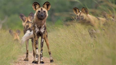 African Wild Dog Fact Sheet | Blog | Nature | PBS