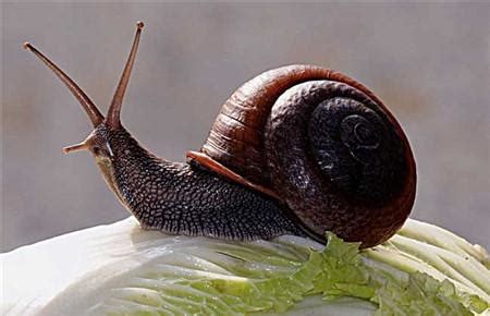 蜗牛吃什么？_酷知经验网