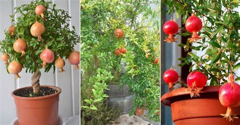Pomegranate Tree Growing Tips 的图像结果