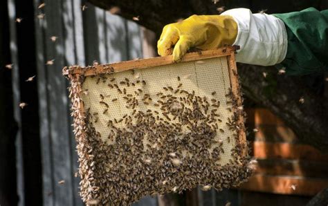 蜂群的社会结构及组成 - 蜜蜂知识 - 酷蜜蜂