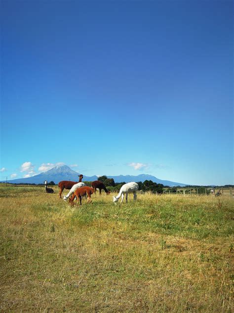 Mount Taranaki – Ein Vulkan wie aus dem Bilderbuch! | wirzwei.in