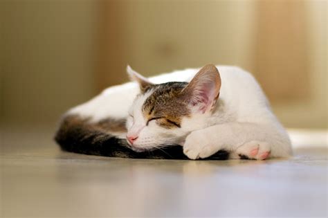 Image result for Cat Coding at Computer Pic