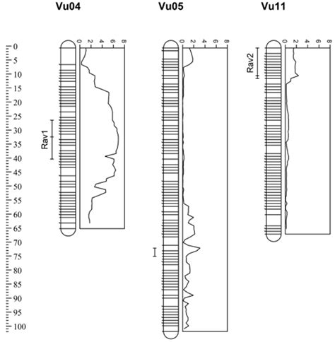 Mapping and Validation of Alectra vogelii Resistance in the Cowpea ...