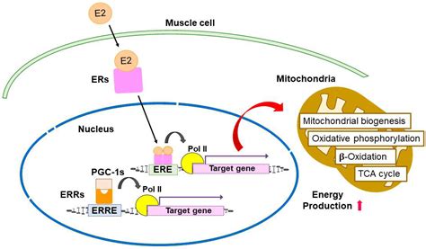 Roles of Estrogen, Estrogen Receptors, and Estrogen-Related Receptors ...