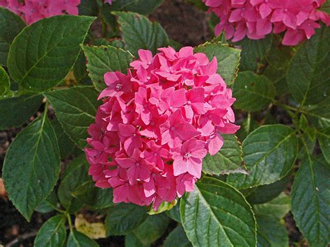 10 Popular Types of Hydrangeas - Growing Tips