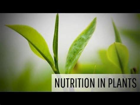 Science learners diary nutrition in plants class seventh learner diary ...
