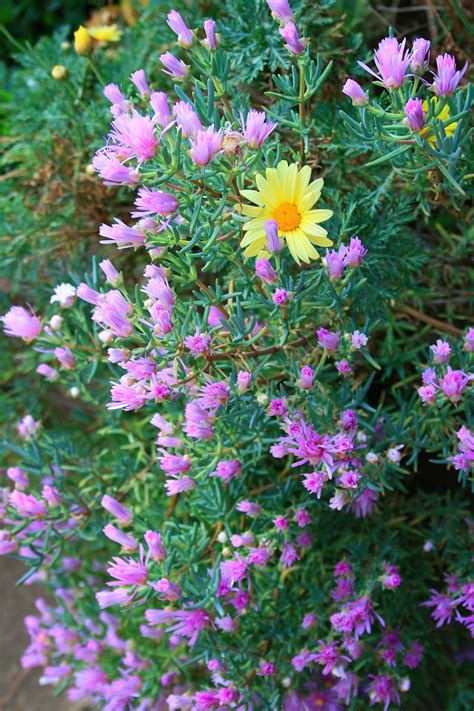 Vygies rose et marguerite jaune Photo stock libre - Public Domain Pictures