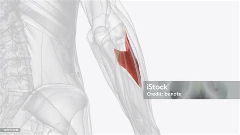 Image result for Supinator Muscle Function