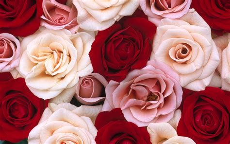 Radiant Roses: A Close-Up HD Bloom of Pink, White, and Red Flowers in ...