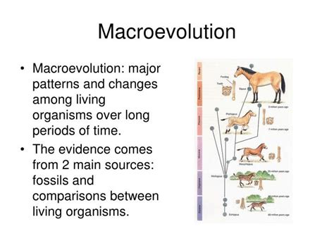 Image result for Macroevolution Controversy