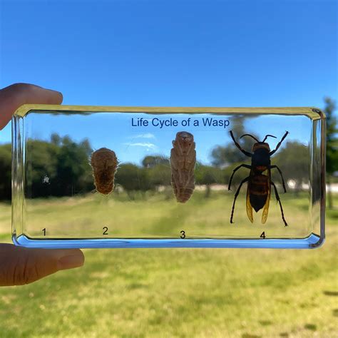 Life Cycle of Wasp In Resin - Best Montessori – Specialty Toys Australia
