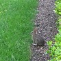 Image result for Found Baby Rabbits in Garden