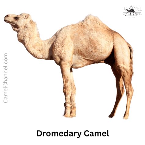 Camel Breeds and Species Explained