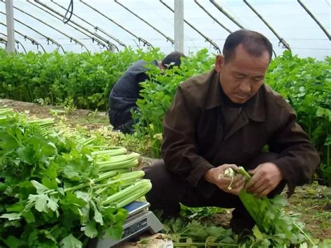 一月蔬菜种植指南-长江蔬菜