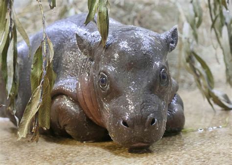 Image result for Python Swallowed a Human