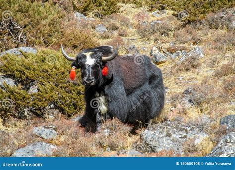 Yak in Himalaya mountains stock photo. Image of animals - 150650108