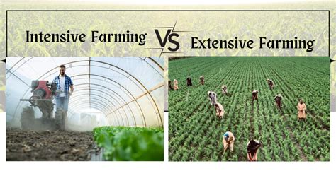 Extensive Farming 的图像结果