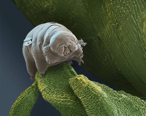 Tardigrades (called "water bears") are small, water-dwelling, segmented ...