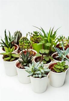 piante grasse in vaso consigli utili su come annaffiare le piante grasse in vaso piante grasse in vaso consigli utili su come annaffiare le piante grasse in vaso