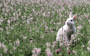 Image result for Flowers and Bunnies Wallpaper