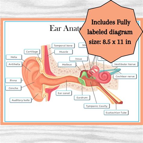 Ear Anatomy Labeling Diagram Parts of the Ear Classroom Poster ...