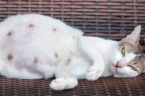 Pregnant Cat Behavior - Cheyenne Mountain