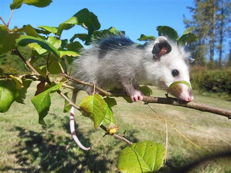 Opossums: Where They Live and Their Unique Way of Life