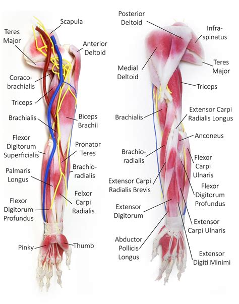 Upper Arm Muscles Diagram