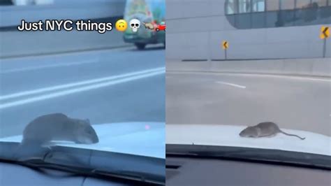 Video: Rat Appears Suddenly On Moving Car's Bonnet In NYC, Startled ...