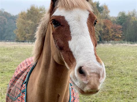 Image result for IPhone 12 Pro Max Review