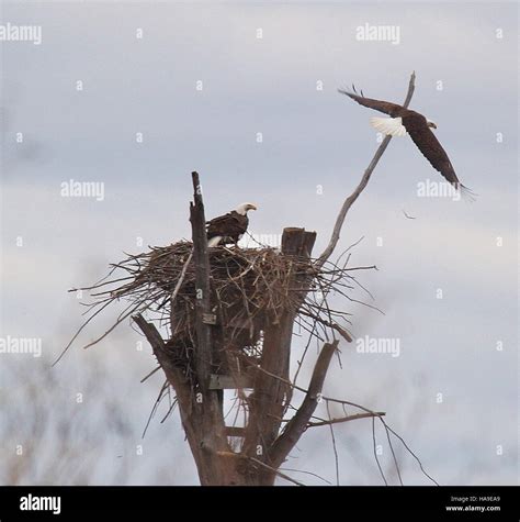 A bald eagle nesting in its natural environment, part of ongoing conservation efforts to protect ...