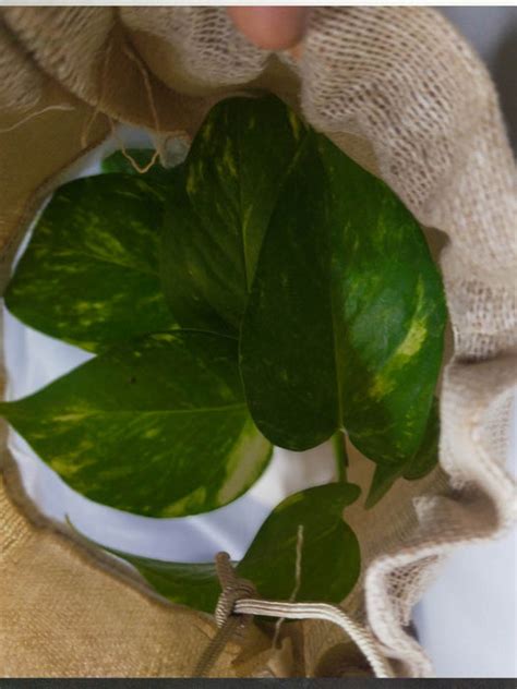 Money Plant in 3.5 inch White Ceramic Pot wrapped in Jute Potlis (Set ...