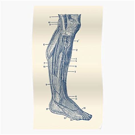 Buy doctor rheumatology system ray human x muscles achilles tibialis ...