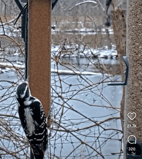 16 Unique Bird Feeder Ideas: Get Ready for a Flock of Feathered Friends