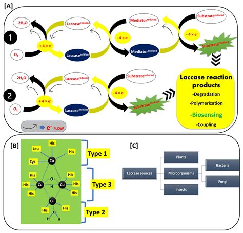 Recent Advances in the Development of Laccase-Based Biosensors via Nano ...
