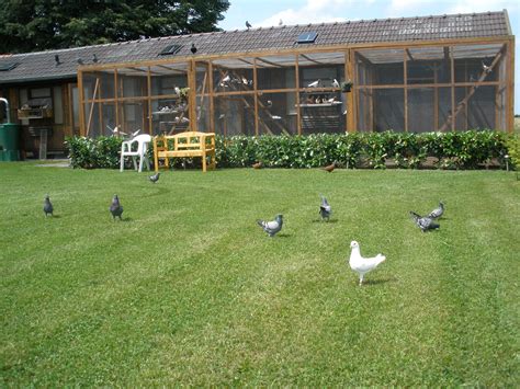 Deutsche Modeneser Schietti in Petershagen | Tiere | Kleinanzeigen