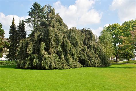 Fagus sylvatica 'Pendula' | Weeping beech - Van den Berk Nurseries