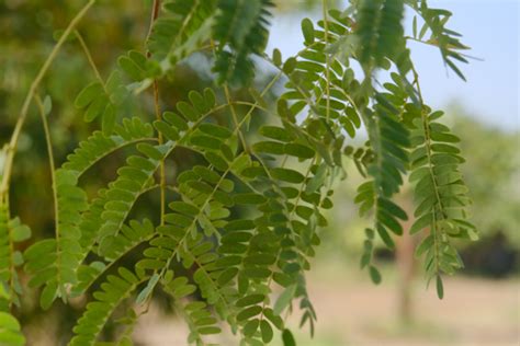 Medicinal Garden | Discover Ayurvedic Plants at Raga Svara