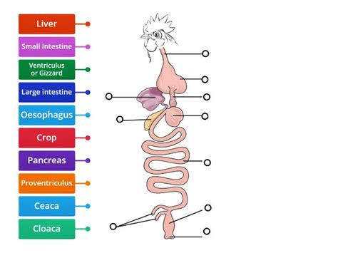 Image result for Bird Digestive System